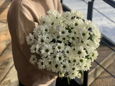 Ромашки белые луговые искусственные, d цветочка - 4 см, букет 30 см, 1  букет. – купить в Казани | «С Нежностью»