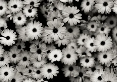 white flowers | Ромашки, Белые цветы, Цветы