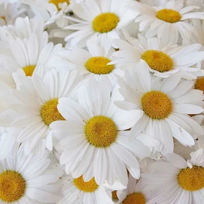 Фотографии Белый Цветы ромашка Еда