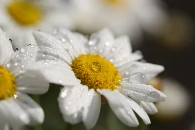 Единственной любимой» белые ромашки | Коньяалты Цветы