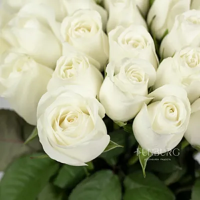 Белые розы 50 см доставка в Томске | Buklavka70.ru