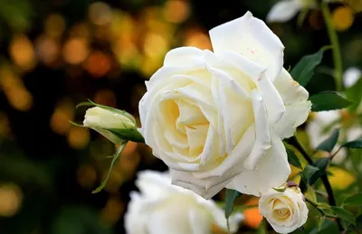 💐 33 белые розы Price 3200₴ Seller beautyflowers - Zaporizhia