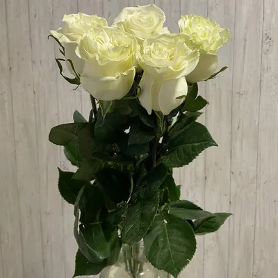 Эквадорские Белые Розы, артикул: 607778, с доставкой в город Новосибирск