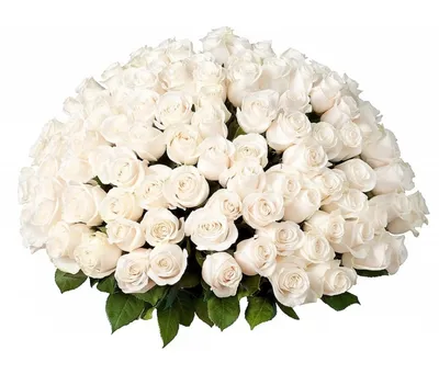 33 белые розы (70 см) – купить оптом и в розницу в Москве и Московской  области – Городская База Цветов