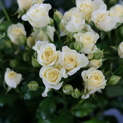 Белые розы Эквадор - заказать в Салавате | Цветы радости