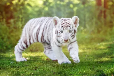 Белый тигр. Кто он и откуда.