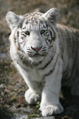 В индийском зоопарке почернел белый тигренок - РИА Новости, 03.09.2010