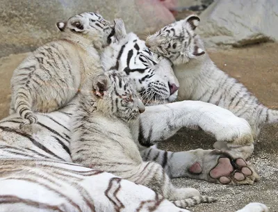 Белые тигрята в японском зоопарке повеселили посетителей :: Новости :: ТВ  Центр
