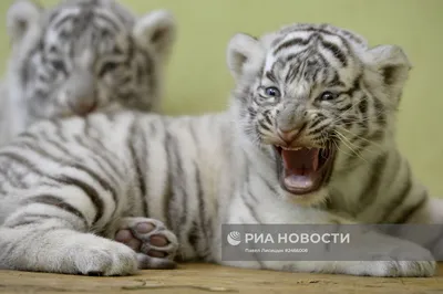 Тигрятки » Белые тигрята » Кошачья галерея » Magnus Felidae (Великие  Кошачьи) - красота и превосходство!