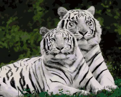 Белые тигрята родились в Екатеринбургском зоопарке | РИА Новости Медиабанк