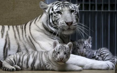 Белые тигрята в Бердянске | Пикабу