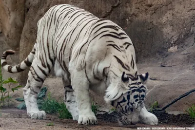 В Екатеринбургском зоопарке родились белые тигрята. ФОТО - Новости -  АПИ-Урал