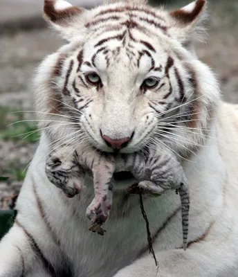 Белые тигрята