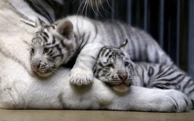 В зоопарке Бердянска родились уникальные белые тигрята - Новости Украины -  InfoResist