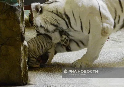 Усатая команда, или Белые тигрята из зоопарка Литвы впервые вышли \"на  охоту\" - 03.07.2015, Sputnik Кыргызстан