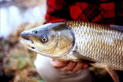 Белый амур : секреты рыбной ловли и полезные свойства мяса