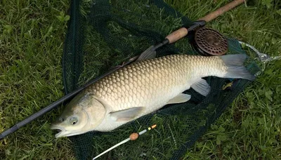 Белый Амур 14-16 см - незаменимая рыба для Вашего водоёма, чистит пруд от  твердой растительности — Интернет-магазин — АкваЛайн