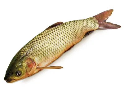 Белый Амур - Пан Рыбар. Самая вкусная рыба в Измаиле!