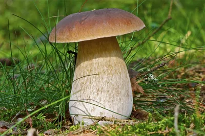 Белый гриб берёзовый - Boletus betulicola - Грибы Уломы Железной
