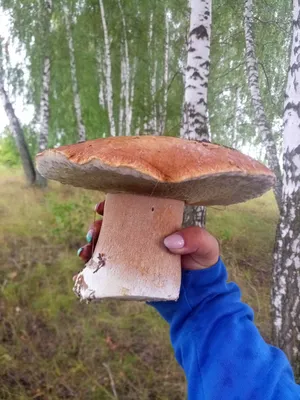Гигантский белый гриб нашла жительница Ноябрьска