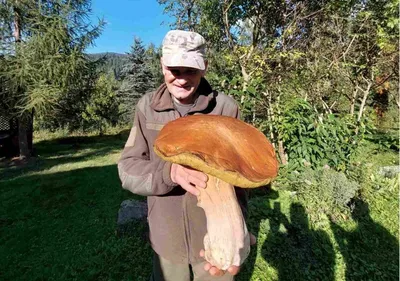 Мицелий грибов белый гриб Березовый по цене 150 ₽/шт. купить в Оренбурге в  интернет-магазине Леруа Мерлен