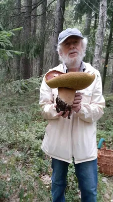 Грибы Боровик ( белый гриб) - «Белый гриб, как искусство и с различными  вариациями. Расскажу все подробности о съедобном грибе и его ближайшем  ложном представителе. Как их отличить? А вы видели когда