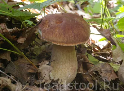 Белый гриб настоящий (Boletus edulis) – Грибы Сибири