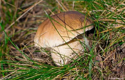 Белый гриб сибирский, 250 мл в Москве – цены, характеристики, отзывы