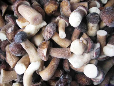 Купить мицелий грибов Белый гриб дубовый в Воронеже, мицелий на зерновом  субстракте с доставкой по России
