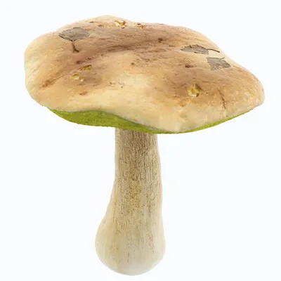 Как отличить белый гриб от ложного: описание и секреты