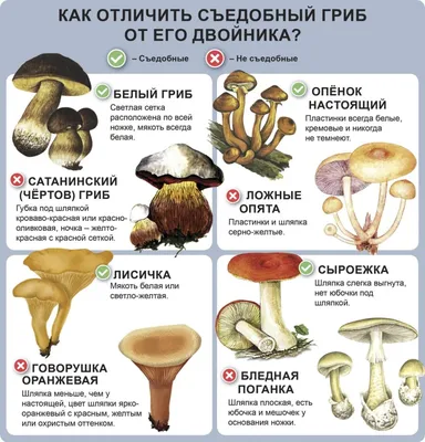 Как отличить белый гриб от ложного: описание и секреты