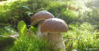 Белый гриб сосновый — Википедия