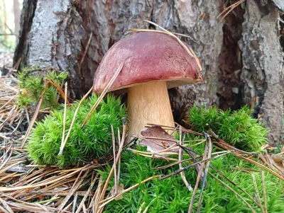 Белый гриб сосновый, или боровик | Коротко и ясно о самом интересном