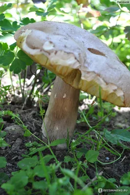 Калининградка нашла в лесу огромный белый гриб весом 600 граммов - KP.RU