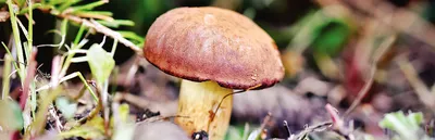 Boletus reticulatus, Белый гриб сетчатый