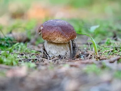 В Кусинском районе местный житель нашел гигантский белый гриб