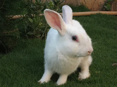 белый кролик сидит на деревянной скамейке, картинки белого кролика, кролик,  милый фон картинки и Фото для бесплатной загрузки