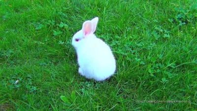 Florida White rabbit - Wikipedia