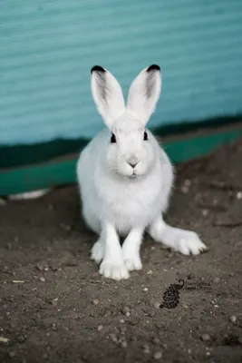 1 377 186 рез. по запросу «Кролик» — изображения, стоковые фотографии,  трехмерные объекты и векторная графика | Shutterstock