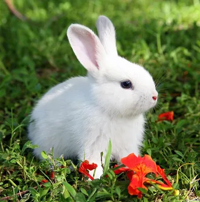 White Rabbit on Green Grass · Free Stock Photo