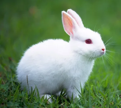 Венский белый кролик - описание породы, разведение, уход и кормление,  основные ценности.