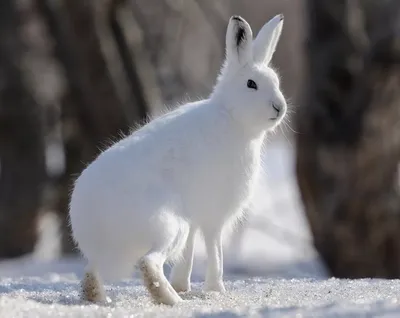 Маленький белый кролик - красивые фото