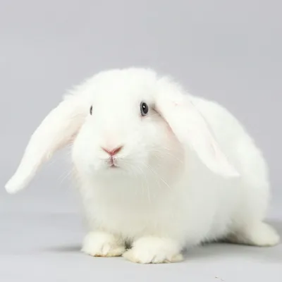 Белые кролики-альбиносы с красными глазами и их особенности