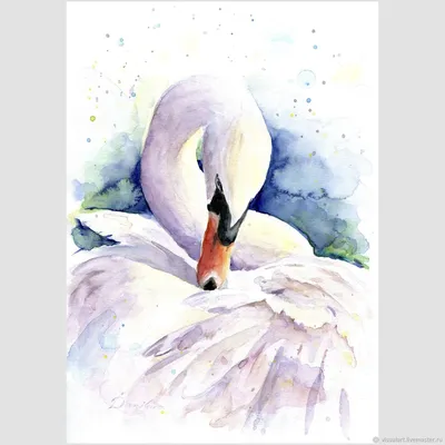 Белый Лебедь На Белом Фоне — стоковые фотографии и другие картинки Лебедь -  Лебедь, Изолированный предмет, Белый фон - iStock