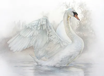 Белый Лебедь Оперение - Бесплатное фото на Pixabay - Pixabay