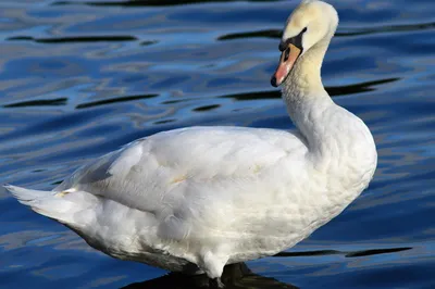 белый лебедь расправляет крылья над рекой, лебедь, Hd фотография фото,  птица фон картинки и Фото для бесплатной загрузки