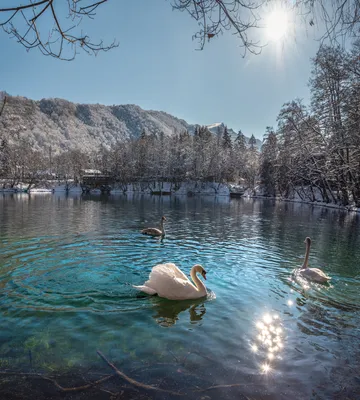 Белый лебедь. Photographer Pavel Nirikov