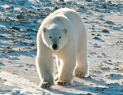 https://ru.euronews.com/green/2024/02/07/wildlife-photographer-of-the-year-2023