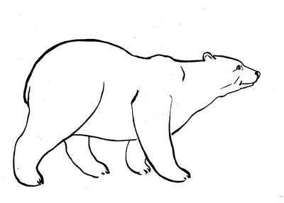 Ростовой белый медведь на День рождения - заказать поздравление от медведя