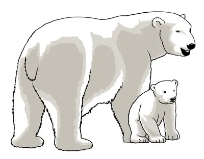 Белый медведь карандашом для детей рисунок - 38 фото